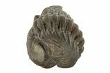 Wide, Enrolled Eldredgeops Trilobite Fossil - Ohio #188909-1